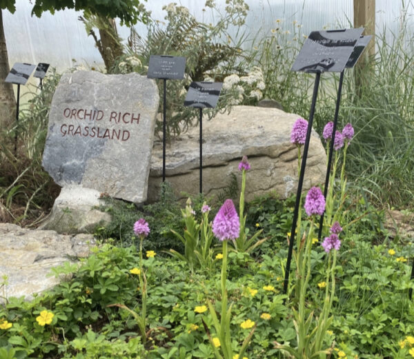 Orchid collection in The Burren