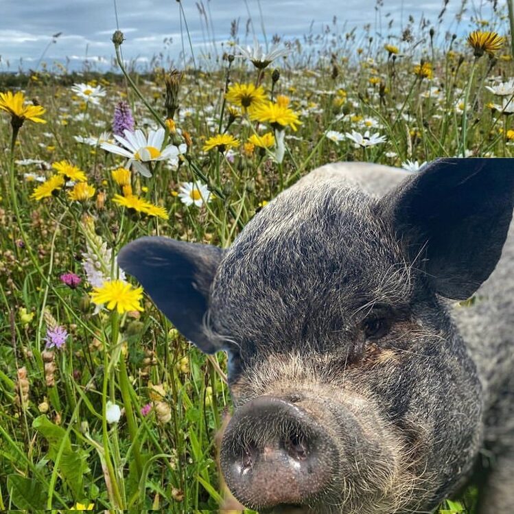 Pig in wild flower meadow